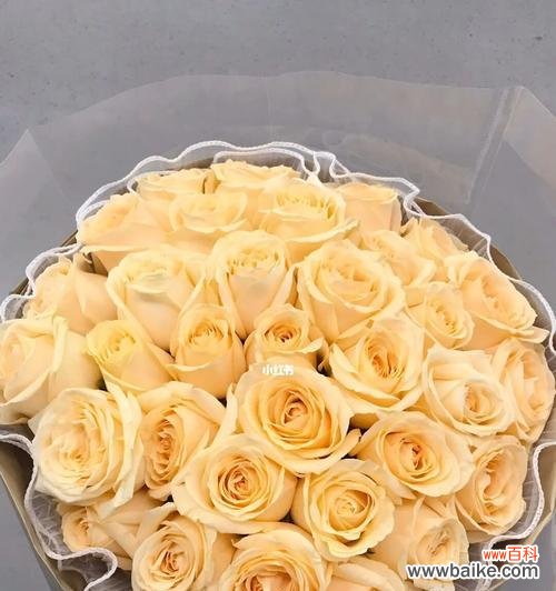 探究香槟玫瑰的寓意及其文化背景 香槟玫瑰的含义与象征