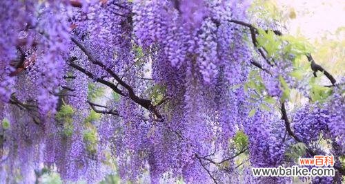 探秘紫藤萝的内涵与象征 紫藤萝的花语与寓意
