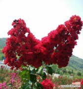 探秘紫薇花的五彩花语 紫薇花的花语及其深刻寓意