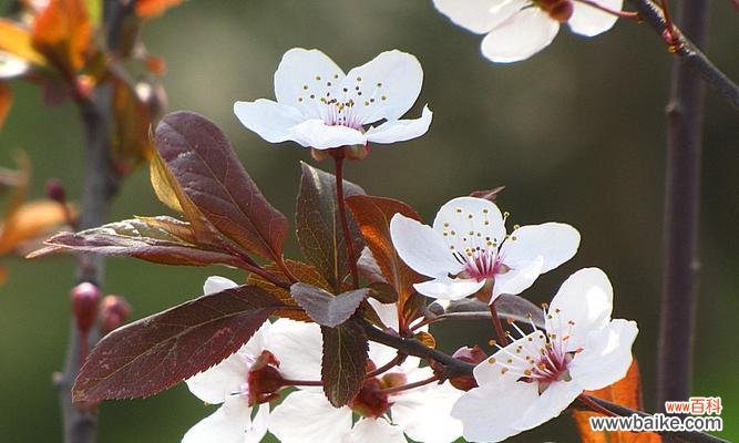 探寻紫叶李的内涵与象征意义 紫叶李的寓意与象征