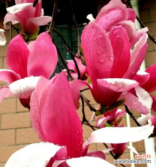 紫玉兰花——坚强与永恒的象征 紫玉兰花的寓意与象征