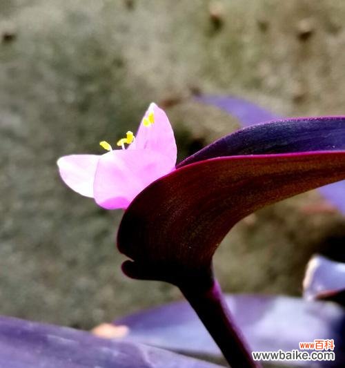 赏析紫竹梅花语的含义和美丽 紫竹梅花语——寄托深情的花朵