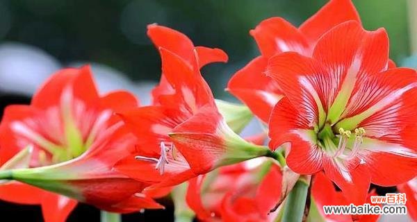 通过嘴唇花花语了解他人内心世界的关键 嘴唇花花语