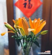 道具花的花语是什么？隐隐约约的花语有何深意？