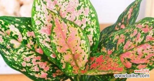 道具花的花语是什么?隐隐约约的花语有何深意?