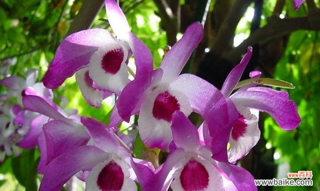 玲珑花语的近义词有哪些?玲珑花语的同义词是什么?