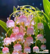 玲珑花语的近义词有哪些？玲珑花语的同义词是什么？