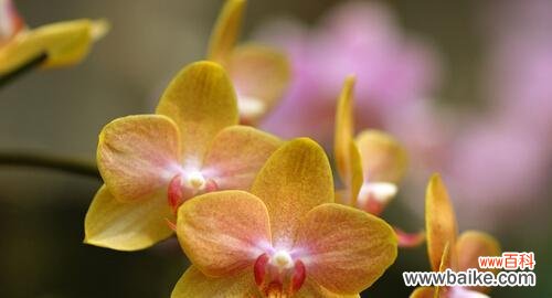 玲珑花语的近义词有哪些?玲珑花语的同义词是什么?