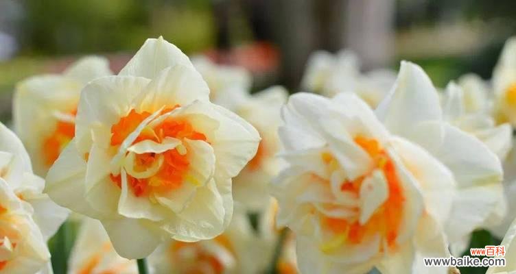 洋水仙的花语有何特殊含义?