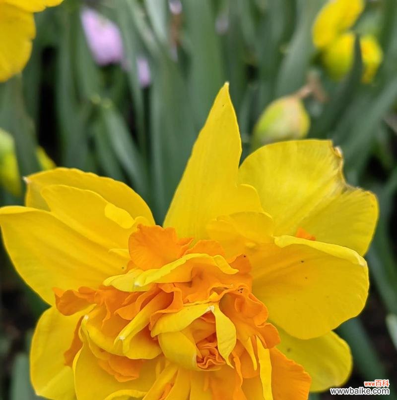 洋水仙的花语有何特殊含义?