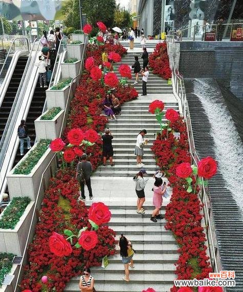 玫瑰花瀑布代表什么寓意？它传达了怎样的情感？