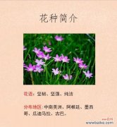 花语与花雨名字有何不同？各自的含义是什么？