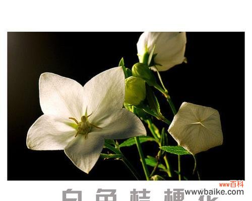 白桔梗花语代表了哪些情感？