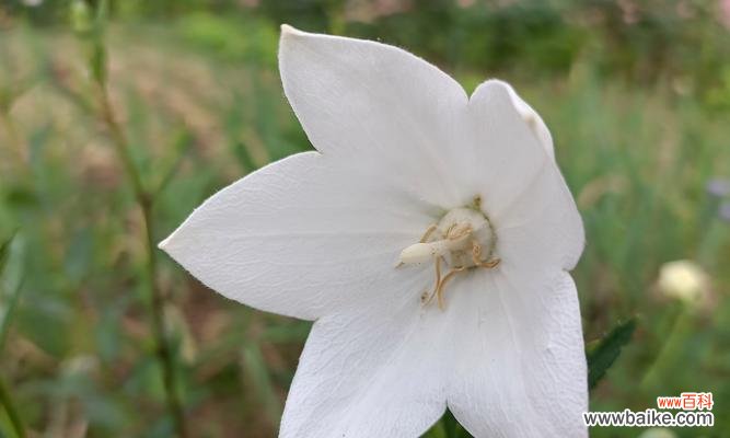 白桔梗花语代表了哪些情感？