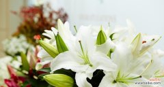 哪种花的花语能治愈心情？花语中有哪些是关于治愈的？