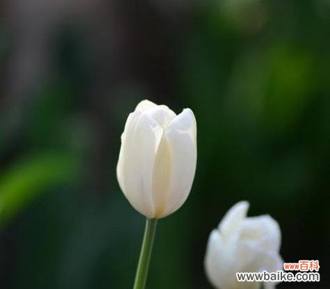 白色郁金香的花语有何特殊意义？