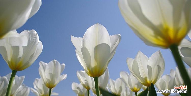 白色郁金香的花语有何特殊意义？