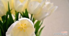 白色郁金香的花语有何特殊意义？