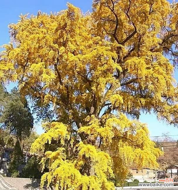 花语树洞要求是什么？如何满足花语树洞的要求？