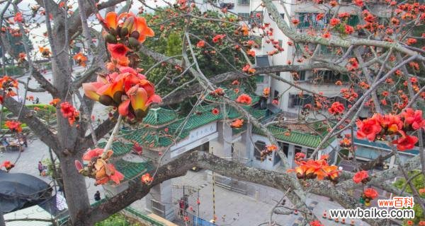 花语树洞要求是什么？如何满足花语树洞的要求？