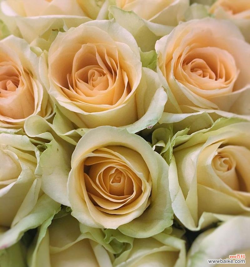 香槟玫瑰的浪漫与祝福 香槟玫瑰花语和寓意