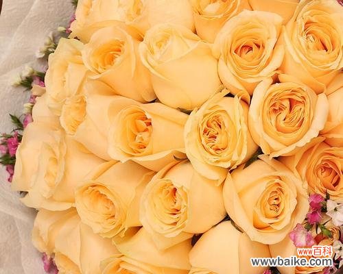 揭示香槟玫瑰的花语，传递爱与感恩之情 香槟玫瑰的花语及其意义