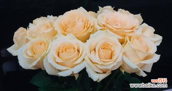 探索香槟玫瑰的意义和象征 解读香槟玫瑰的花语之美