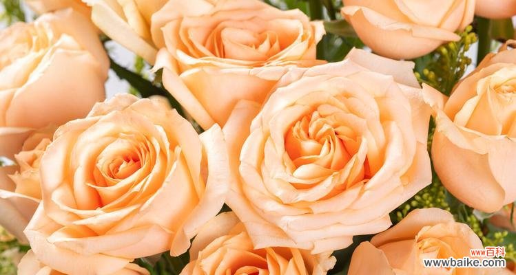 探索香槟玫瑰的意义和象征 解读香槟玫瑰的花语之美