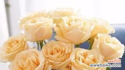 探索香槟玫瑰的意义和象征 解读香槟玫瑰的花语之美