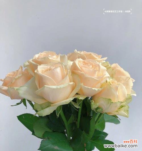 解读香槟玫瑰花的含义与象征 香槟玫瑰花的寓意是什么？