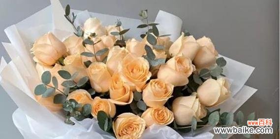 解读香槟玫瑰花的含义与象征 香槟玫瑰花的寓意是什么？