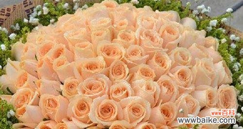 揭示香槟玫瑰的秘密,了解它的花语和象征意义 香槟玫瑰的花语和寓意