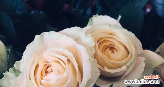 揭示香槟玫瑰的秘密,了解它的花语和象征意义 香槟玫瑰的花语和寓意