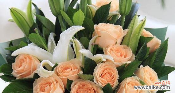 揭示香槟玫瑰的秘密,了解它的花语和象征意义 香槟玫瑰的花语和寓意