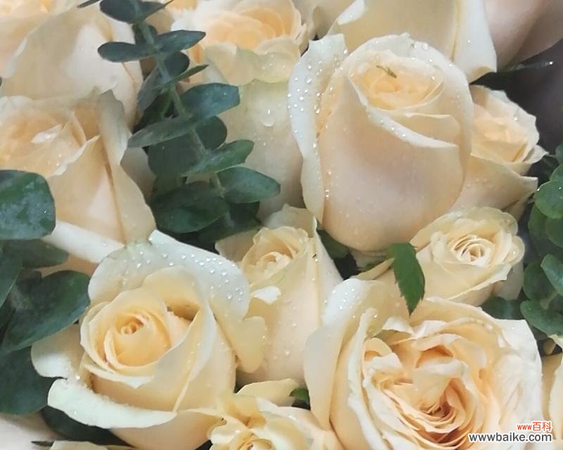 香槟玫瑰的象征力源于其深层的寓意 香槟玫瑰的美丽寓意与象征