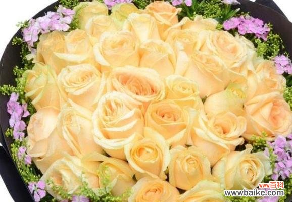 探寻香槟玫瑰的秘密,解读花语的深意 以香槟玫瑰为主题的花语与寓意