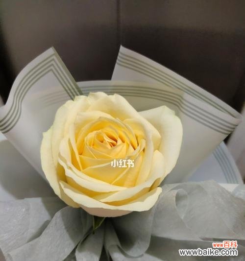 以花色传递情感的艺术之美 香槟色玫瑰的意义及象征