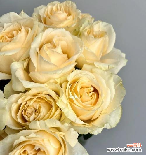 探索香槟玫瑰的深层意义，了解其象征意义的世界 香槟玫瑰的寓意和象征