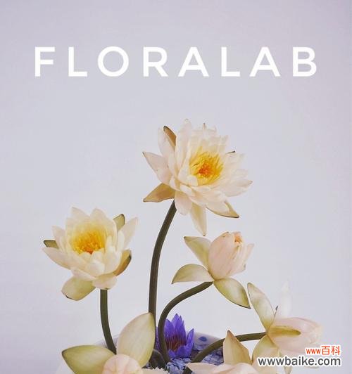 探索香槟睡莲的神秘花语 香槟睡莲的花语