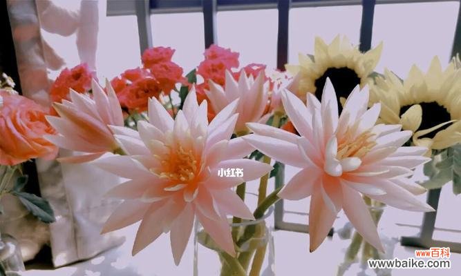 探索香槟睡莲的神秘花语 香槟睡莲的花语