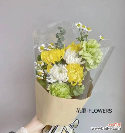 探寻白菊花的情感内涵 白菊的花语与意义