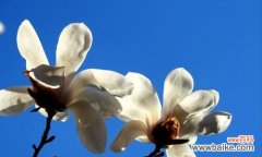 解读白兰花的花语 白兰花的花语与象征意义