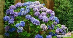 探寻八仙花的花语花意 八仙花——花开如梦