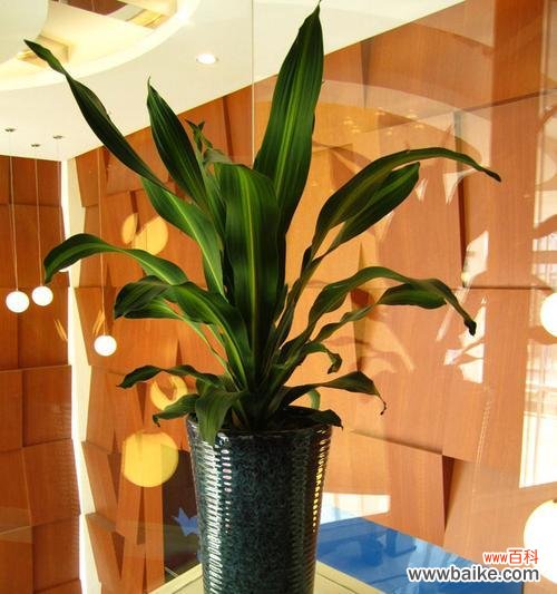 揭示巴西美人铁花语中的秘密 以巴西美人铁的花语与象征意义