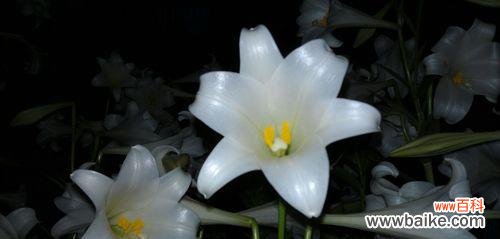 纯洁 白百合的花语与寓意