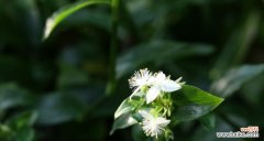 白花紫露草传递着纯洁和希望的信息 白花紫露草的花语与寓意