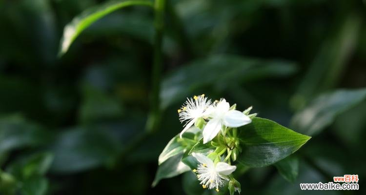 白花紫露草传递着纯洁和希望的信息 白花紫露草的花语与寓意