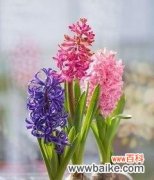 寓意纯洁和无尽的希望 白色风信子的花语