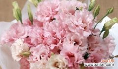 白色康乃馨的花语传递的意义与象征 白色康乃馨的花语——纯洁与祝福