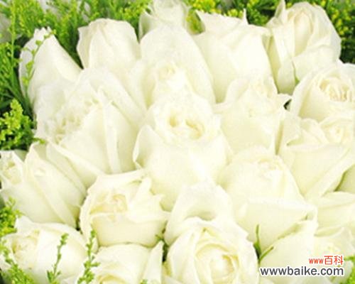探寻白色玫瑰的深层意涵 白色玫瑰的花语与意义